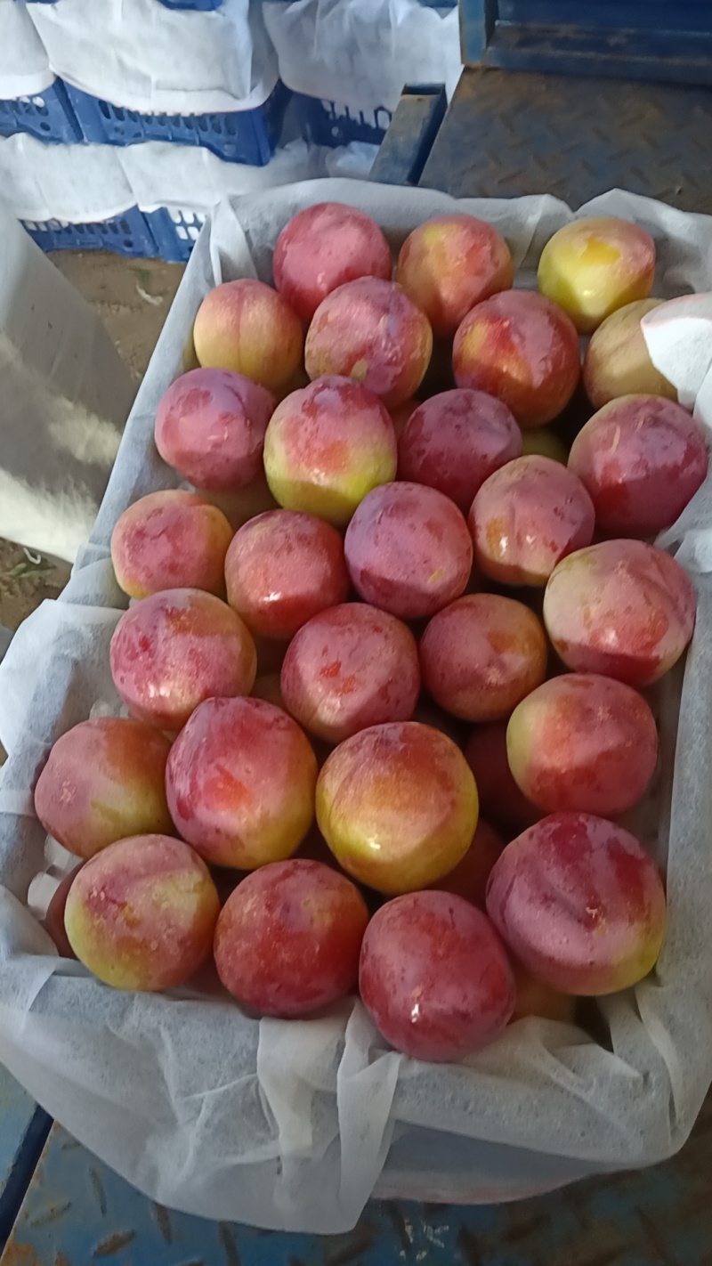 现在各个李子品种大量上市，有需要的联系