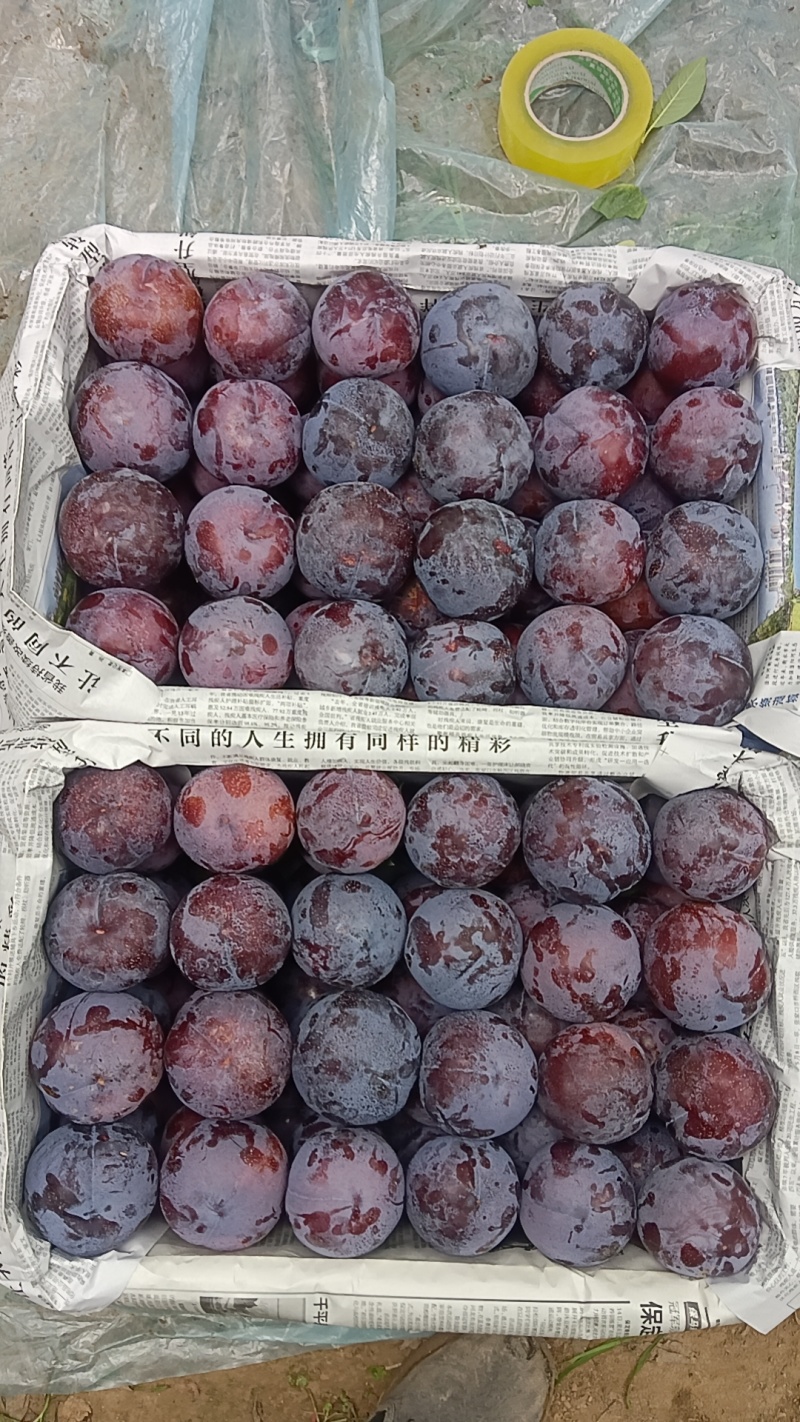 现在各个李子品种大量上市，有需要的联系