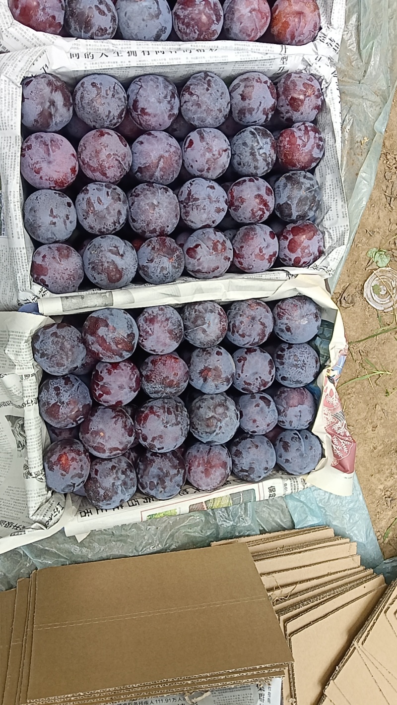 现在各个李子品种大量上市，有需要的联系
