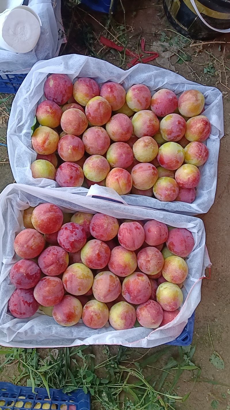 现在各个李子品种大量上市，有需要的联系