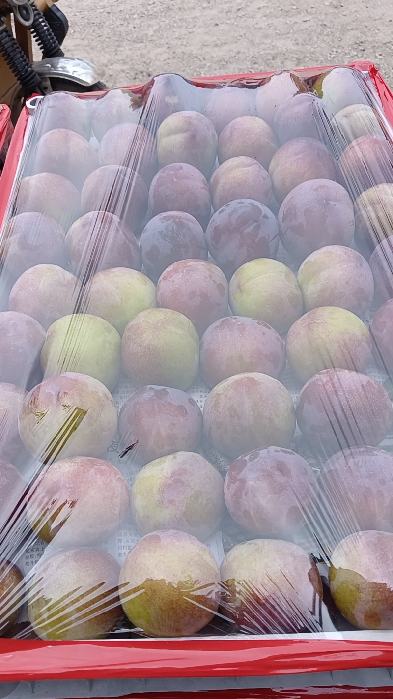 现在各个李子品种大量上市，有需要的联系