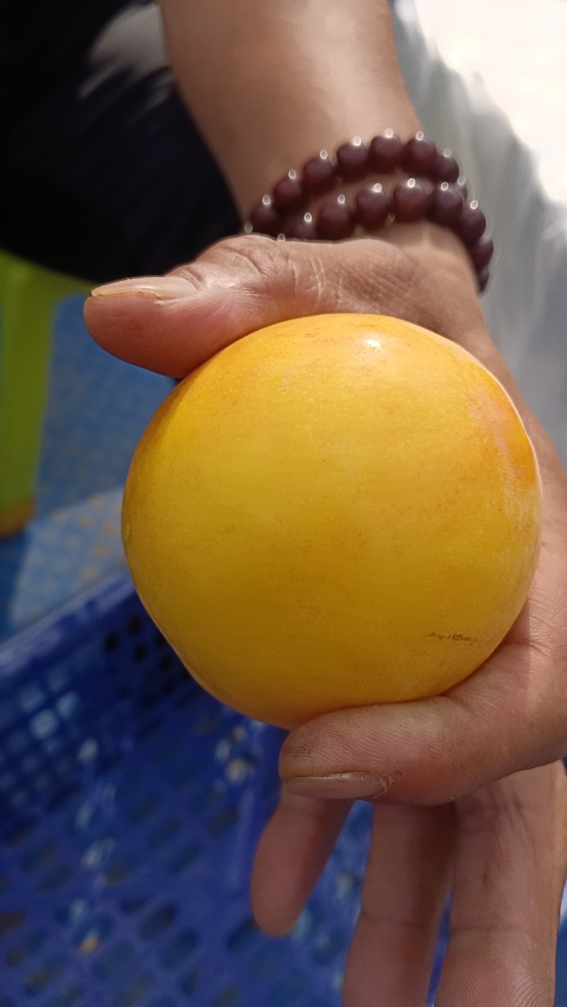 现在各个李子品种大量上市，有需要的联系