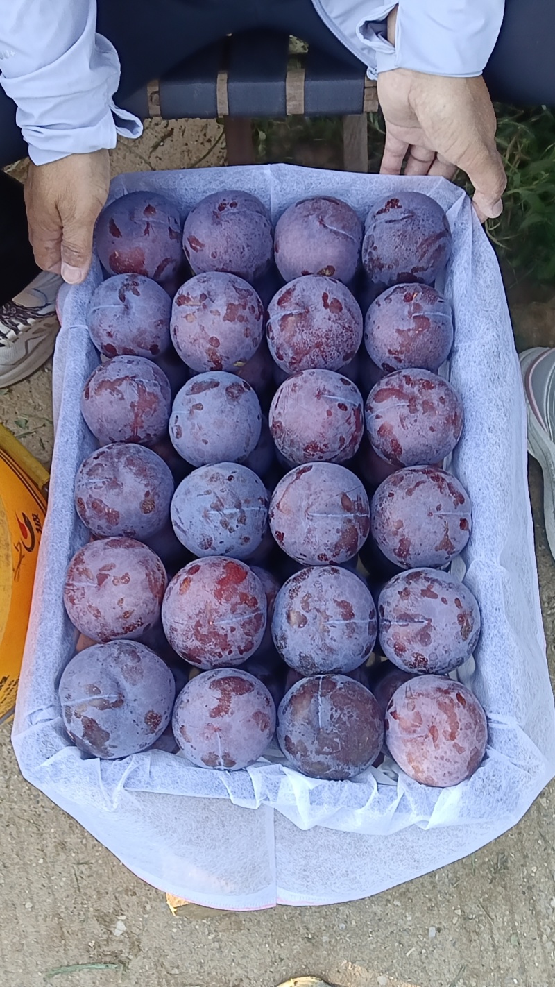 现在各个李子品种大量上市，有需要的联系