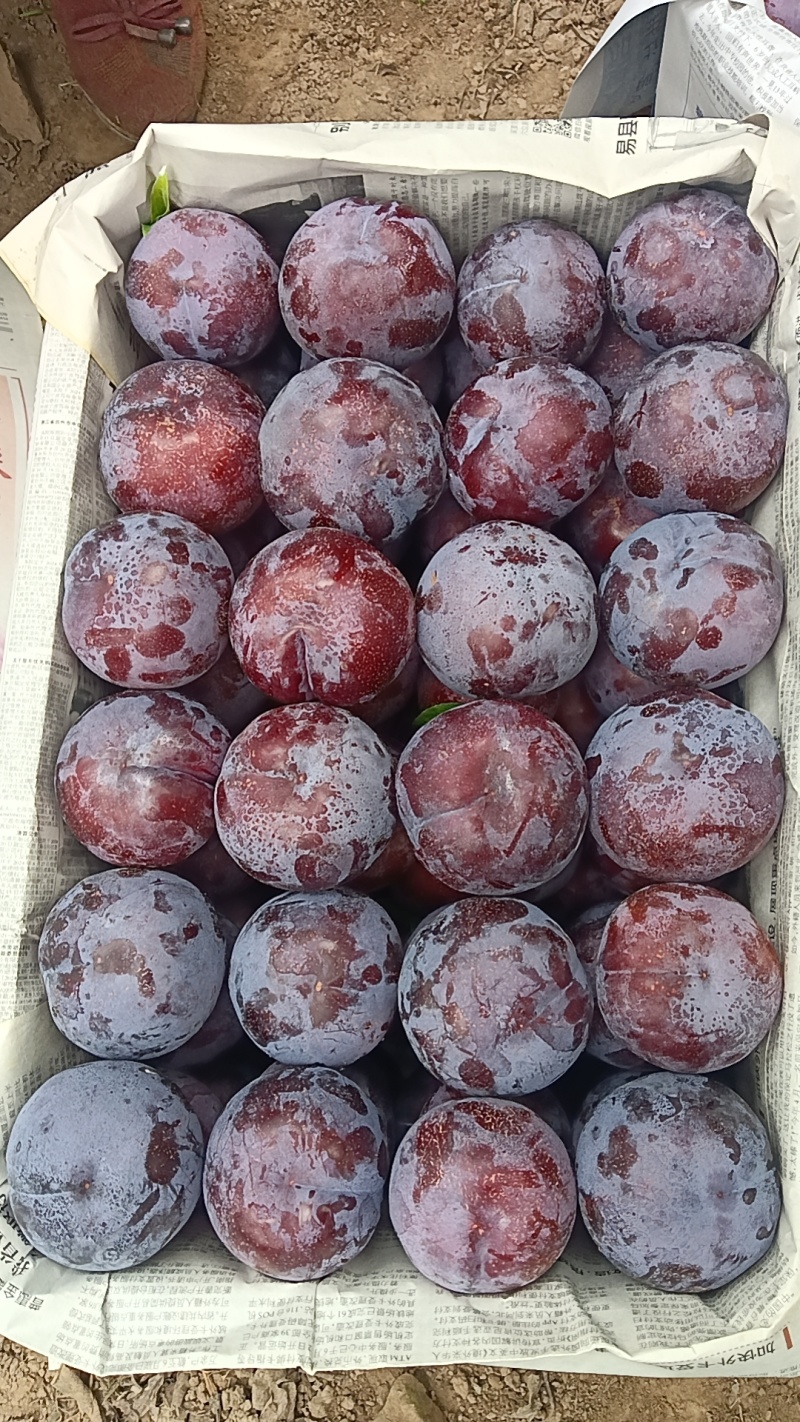 现在各个李子品种大量上市，有需要的联系