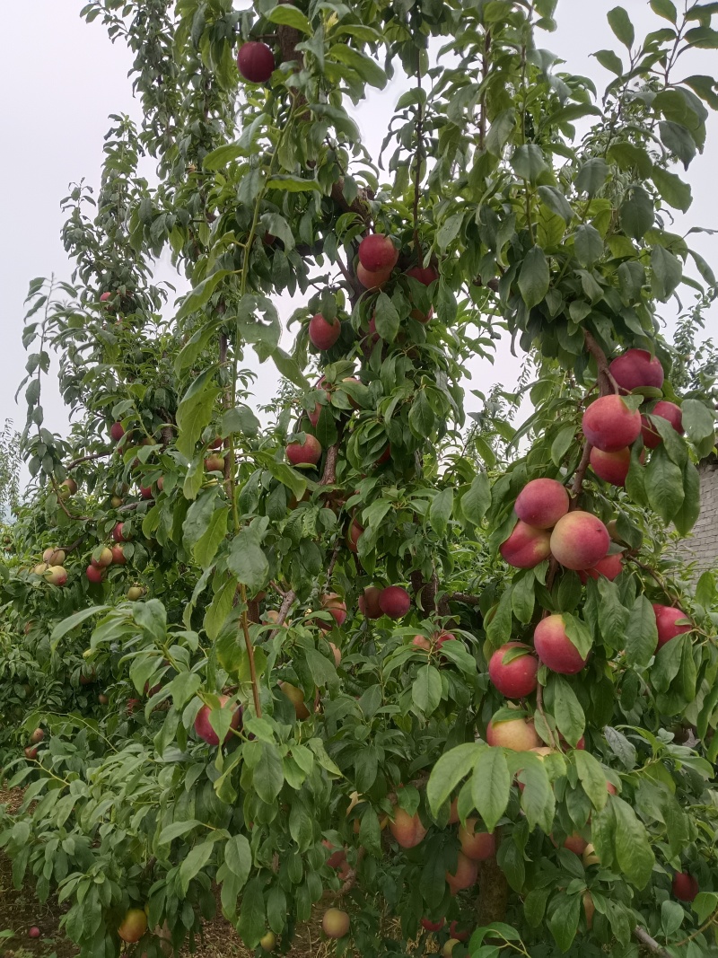 现在各个李子品种大量上市，有需要的联系