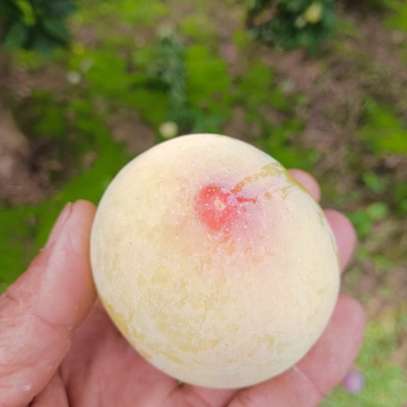 现在各个李子品种大量上市，有需要的联系