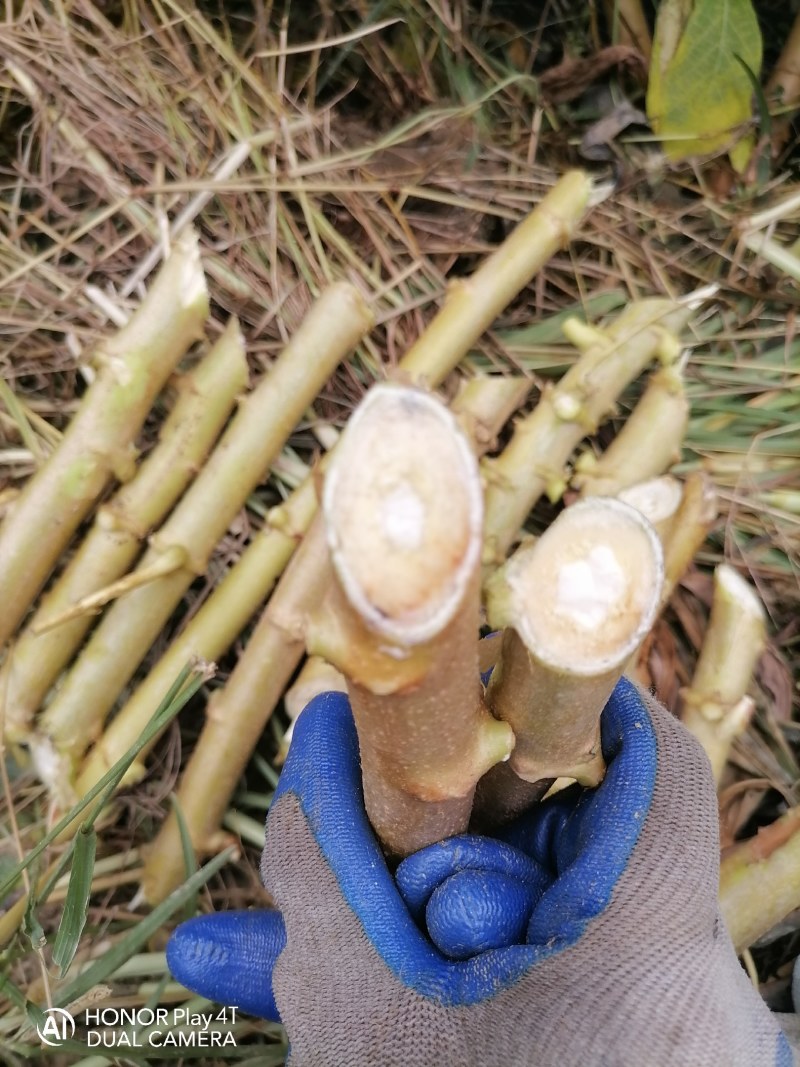 广西华南9号黄心木薯种苗