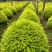 茶梅（2×1米左右），亮晶（造型多）