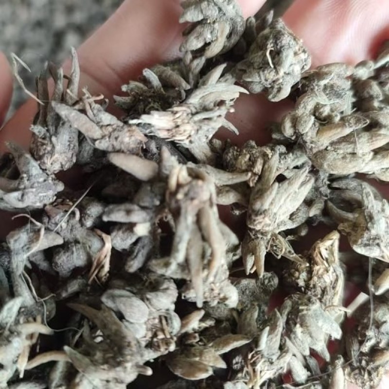大自然猫爪草正品产地货源
