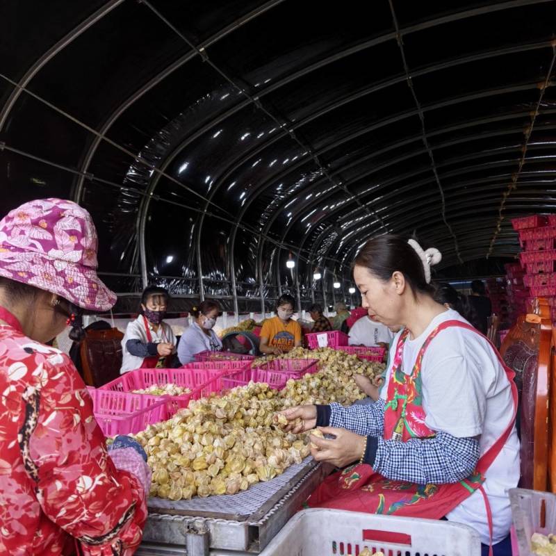 姑娘果大量出货，品质好