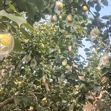 河北隆尧皇冠梨，