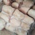 小肘子