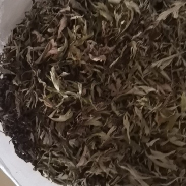 野生手工拉的艾蒿叶。