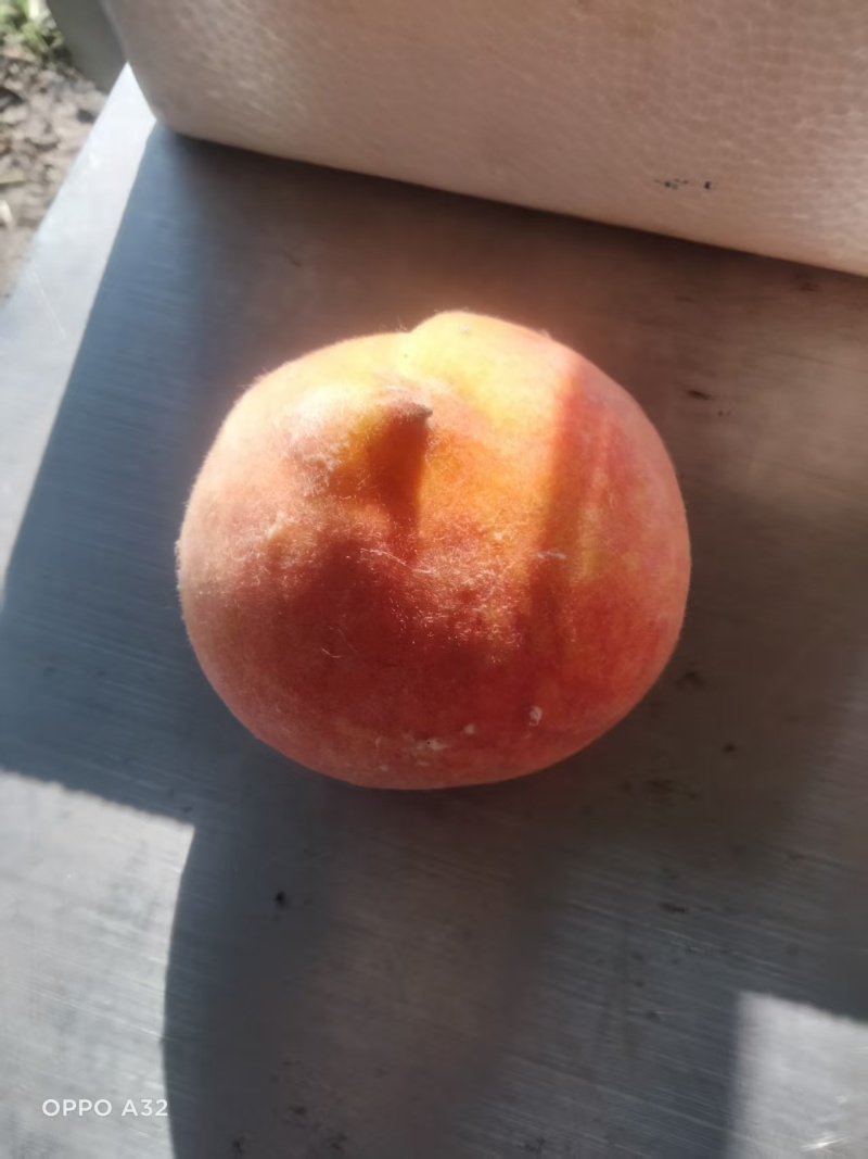 19黄桃