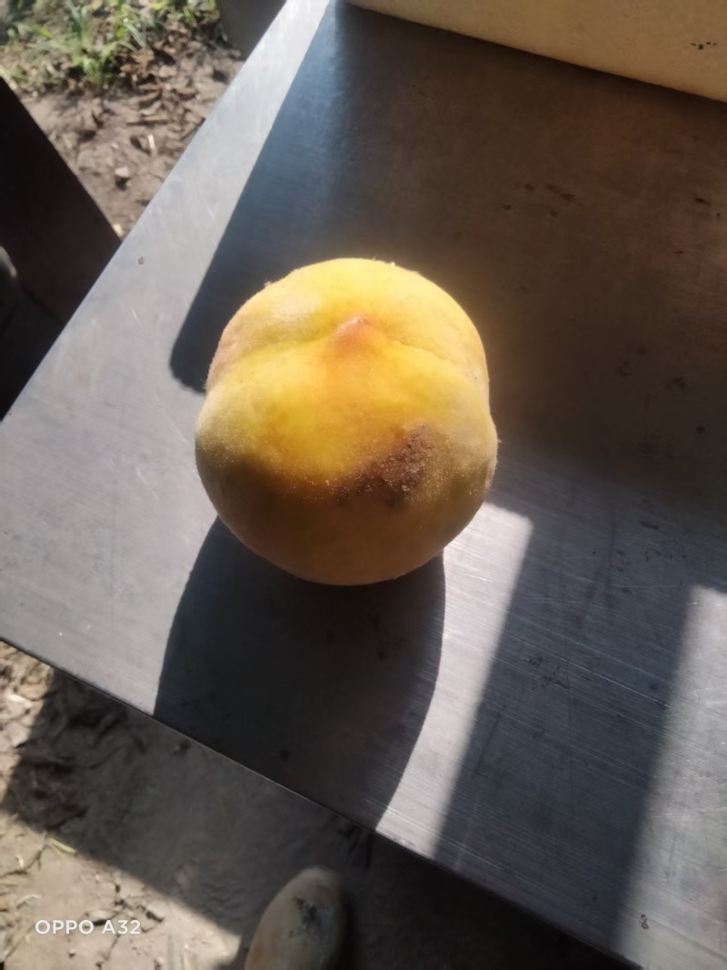 19黄桃