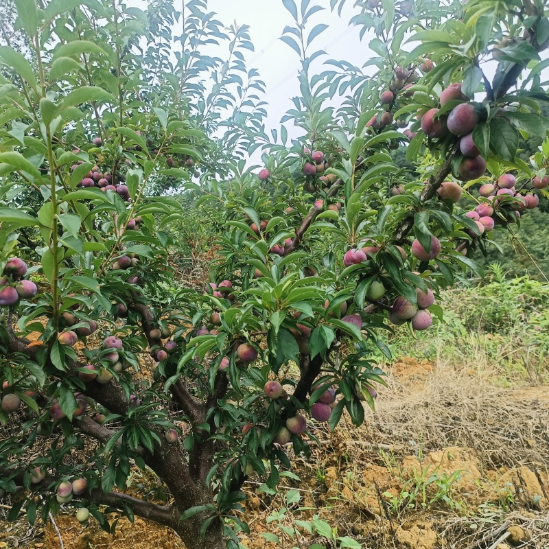 珍珠李正试上市，有市场的来