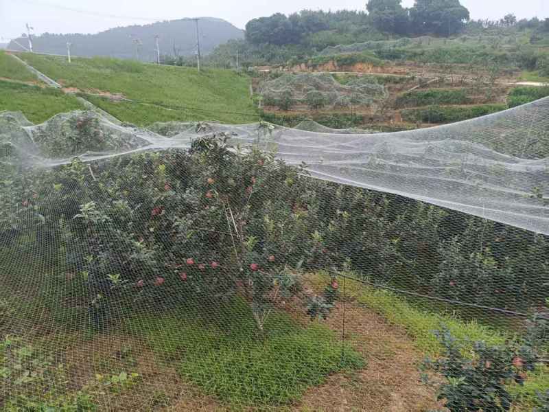 鲁丽苹果各种规格都有