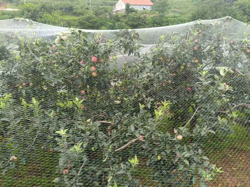 鲁丽苹果各种规格都有