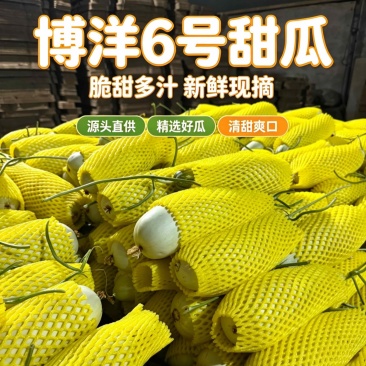 大量博洋成熟皮薄脆甜欢迎各大批发商洽谈