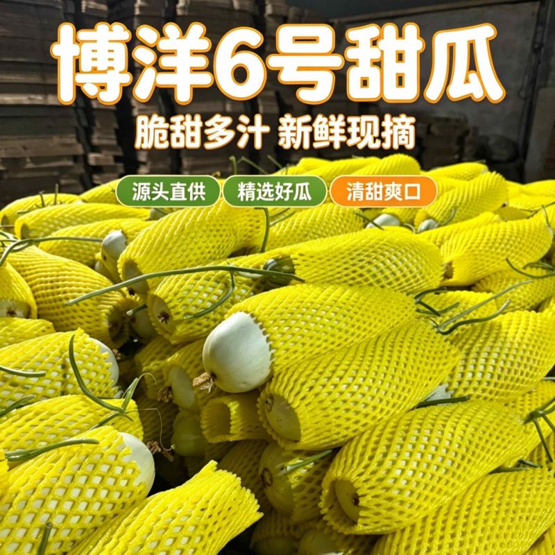 大量博洋成熟皮薄脆甜欢迎各大批发商洽谈