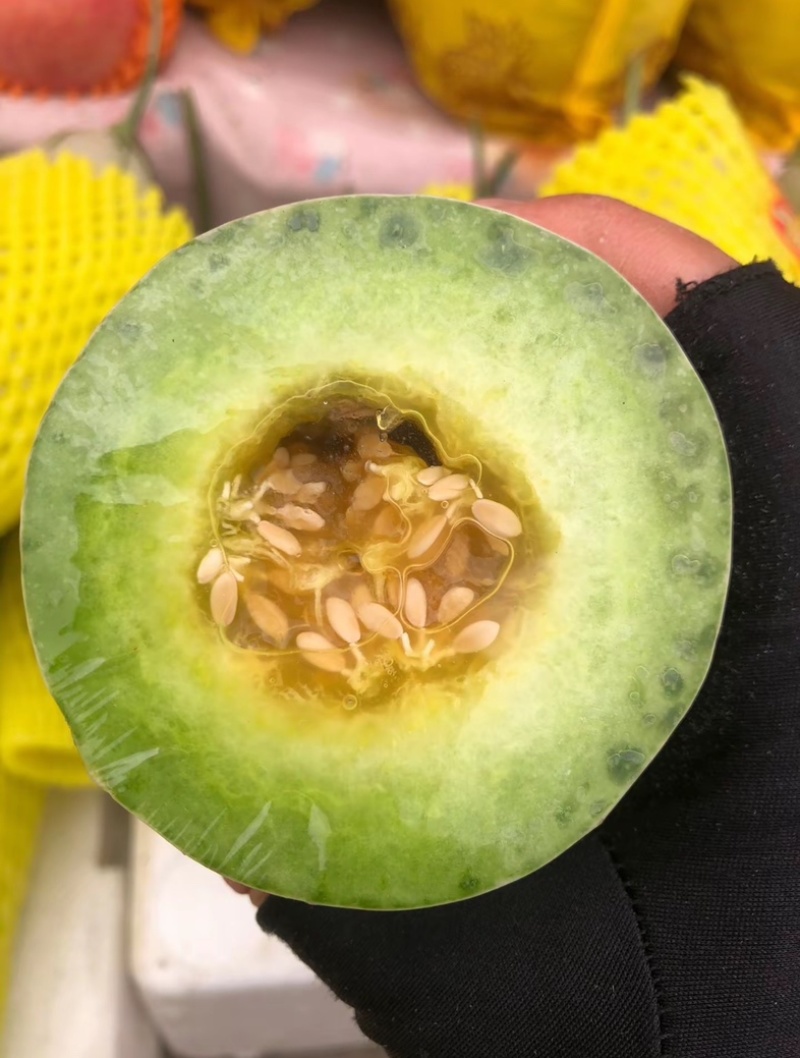 大量博洋成熟皮薄脆甜欢迎各大批发商洽谈