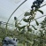 花香蓝莓L25云南蓝莓味道好价格
