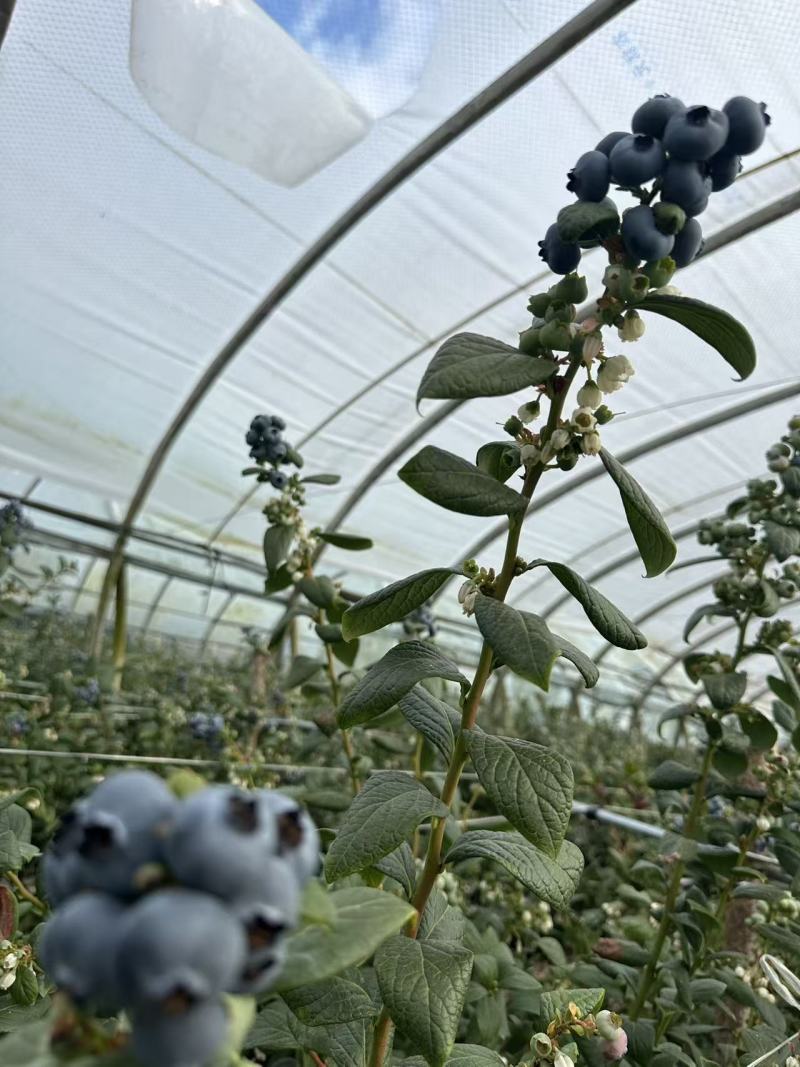 花香蓝莓L25云南蓝莓味道好价格