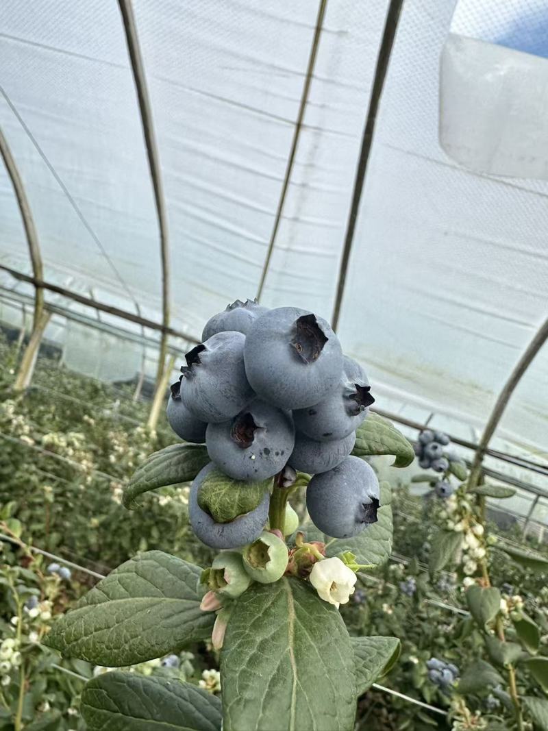 花香蓝莓L25云南蓝莓味道好价格