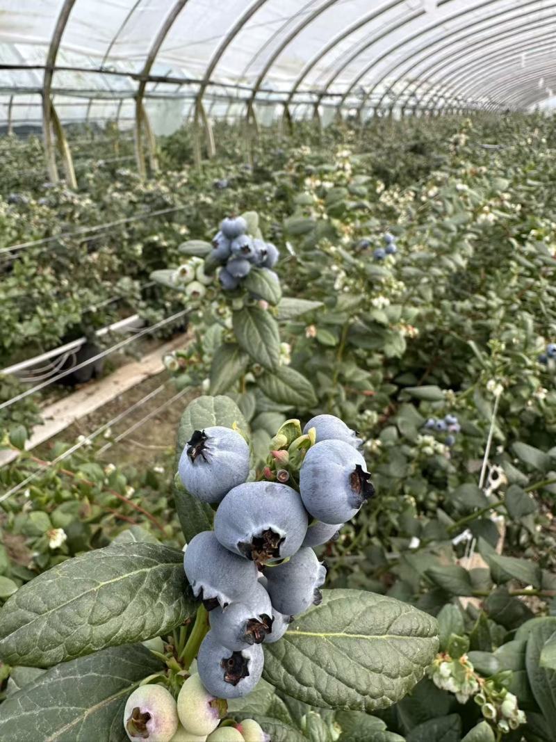花香蓝莓L25云南蓝莓味道好价格