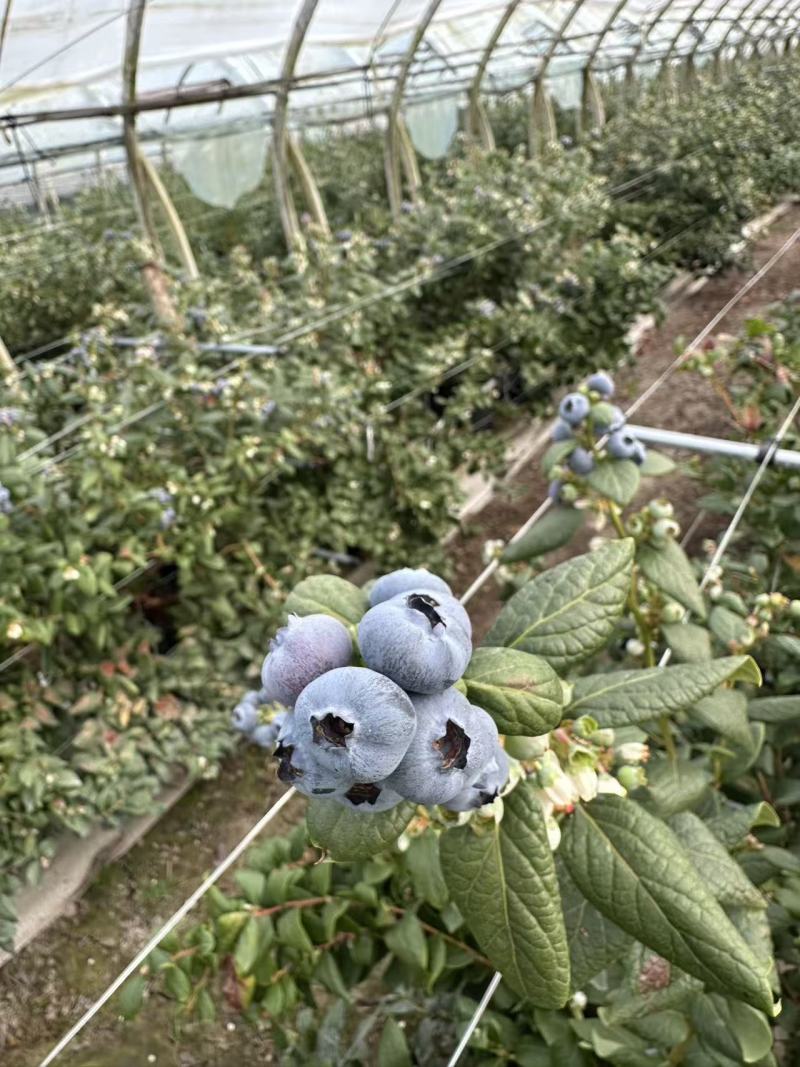 花香蓝莓L25云南蓝莓味道好价格
