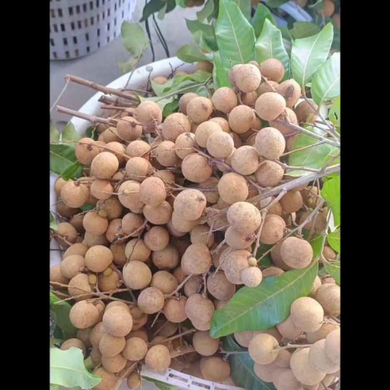 龙眼