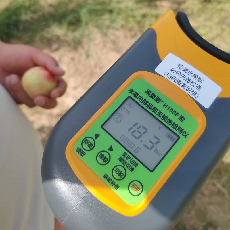 高山高糖50亩珠枣油3号