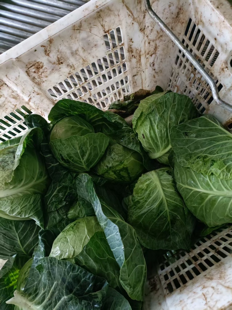 甘蓝