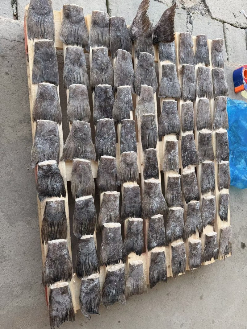 鸦片鱼