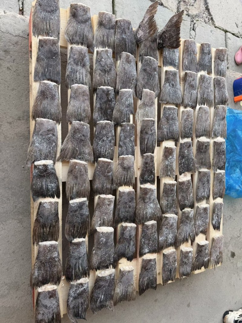 鸦片鱼