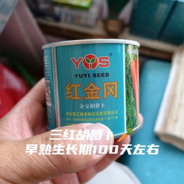 三胡萝卜品种杂交早熟叶绿长势强收尾早根长22厘米