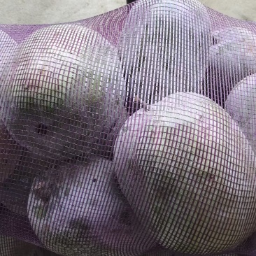 冬瓜。精品小冬瓜，