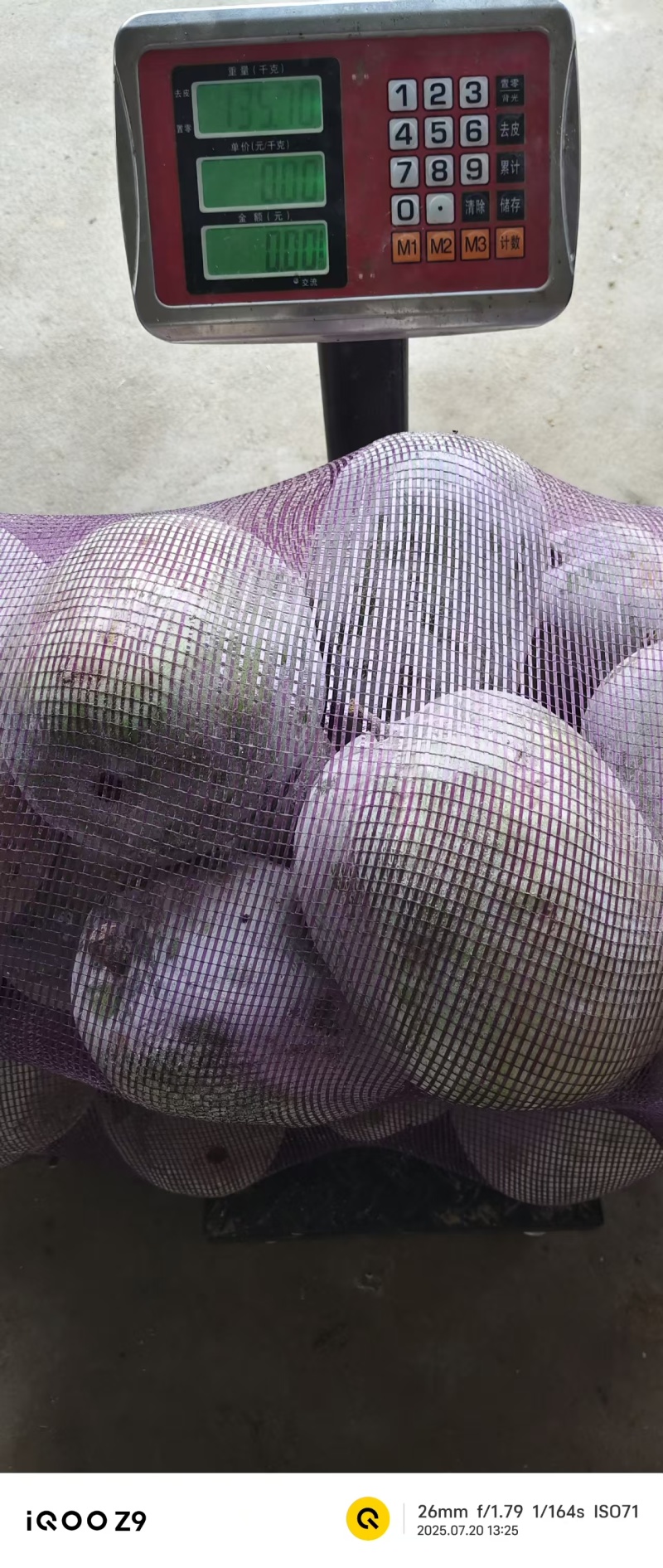 冬瓜。精品小冬瓜，