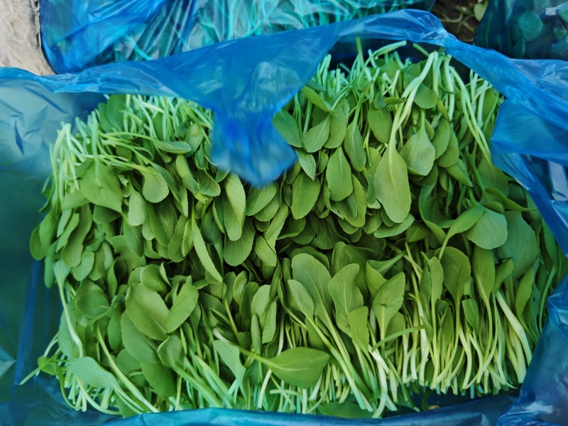 鸡毛菜