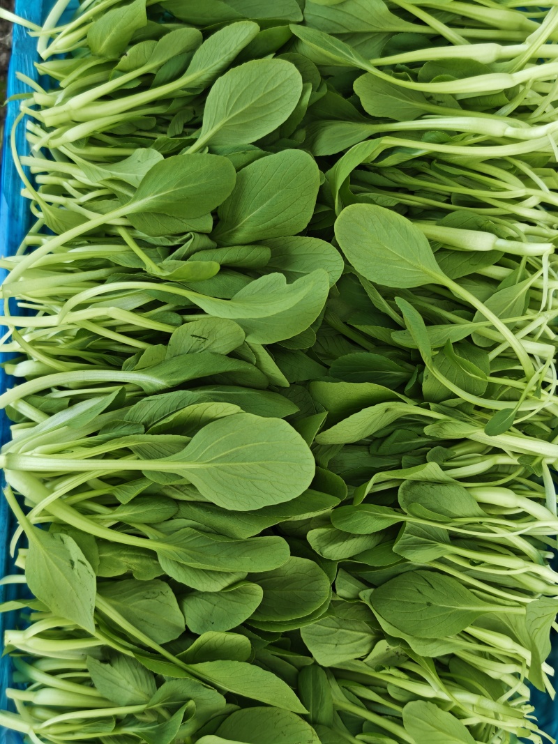 鸡毛菜