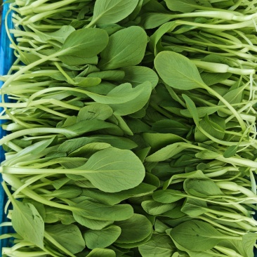 鸡毛菜