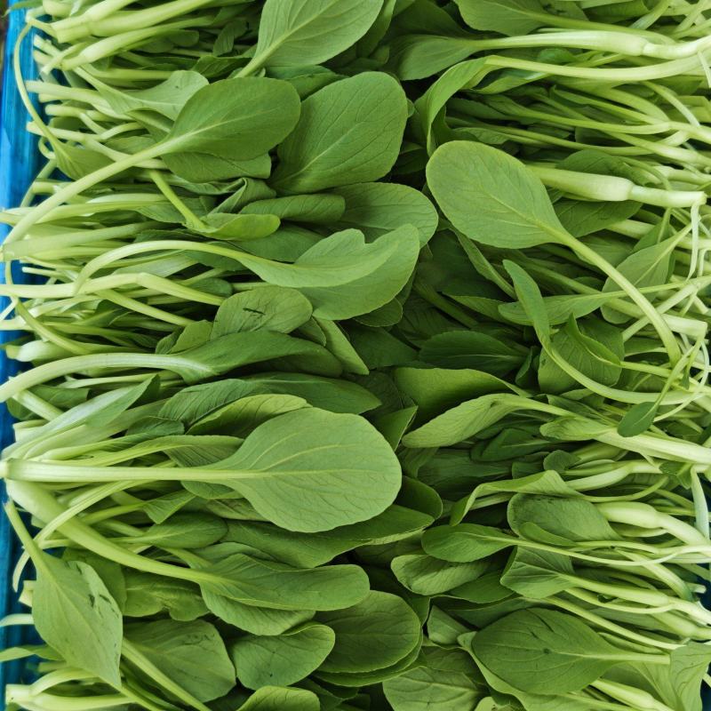 鸡毛菜