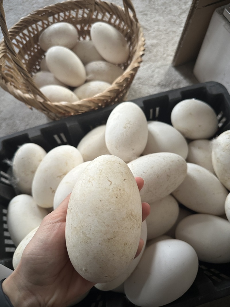 代发潮汕狮头鹅蛋新鲜自产自销，可代发，可自用，大批量供应
