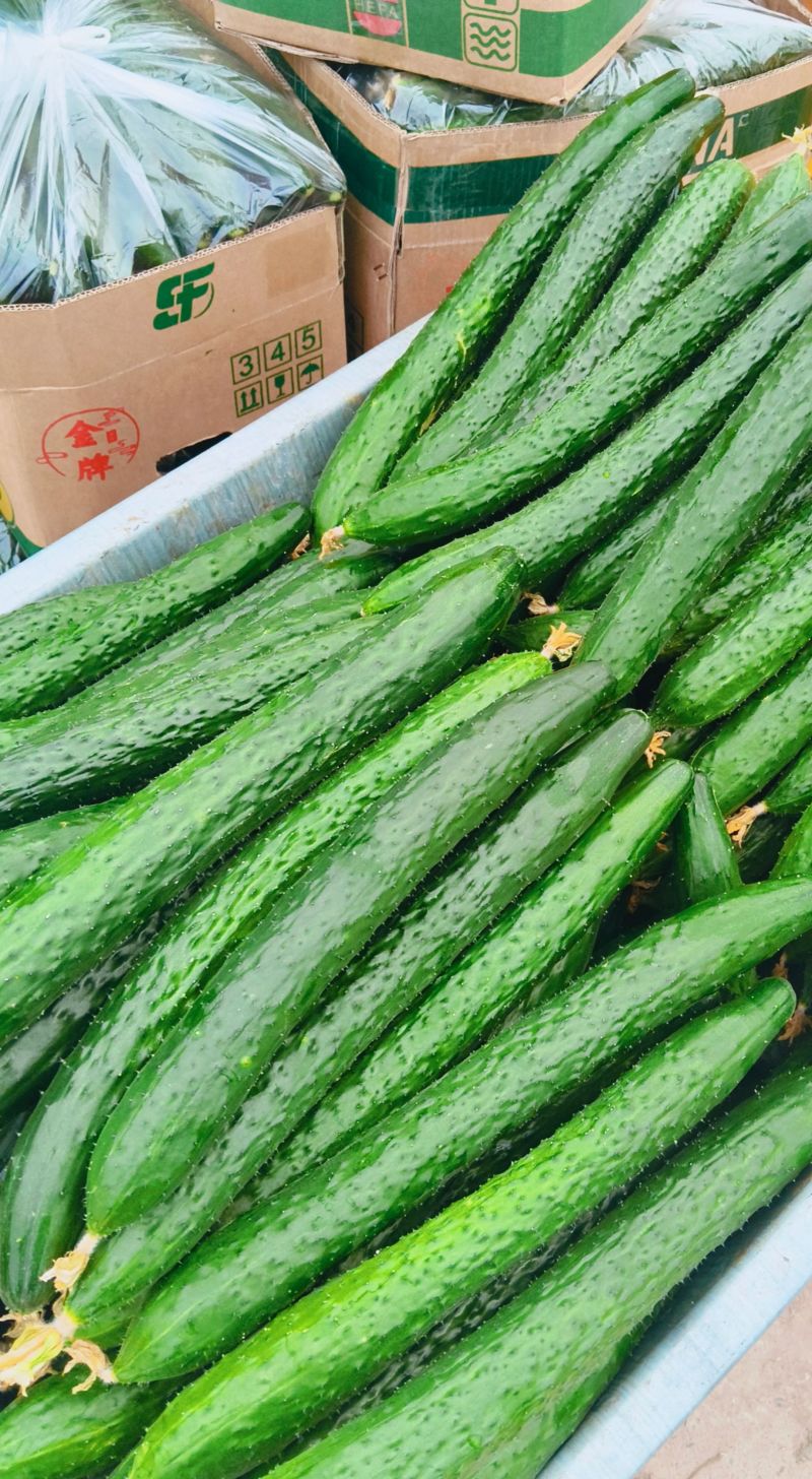 干花密刺油绿黄瓜