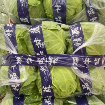 精品绿甘蓝