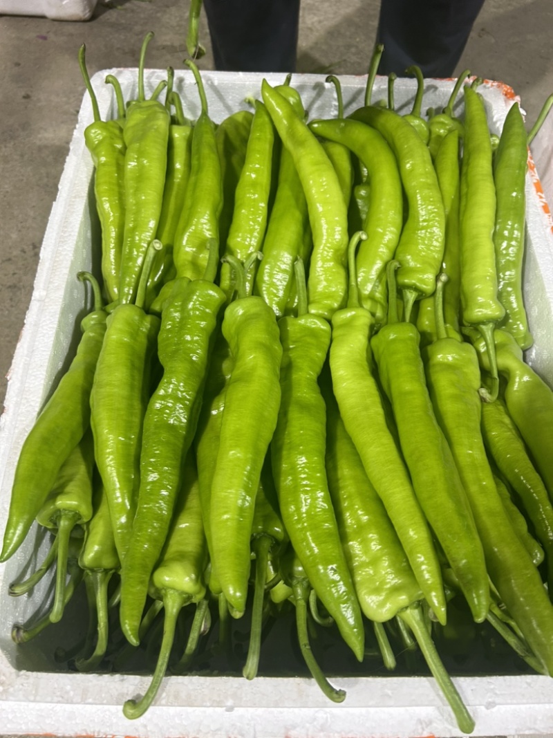鲜辣椒高山泡椒薄皮椒刚杭椒2307罗线螺丝椒8号线