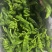 鲜辣椒高山泡椒薄皮椒刚杭椒2307罗线螺丝椒8号线