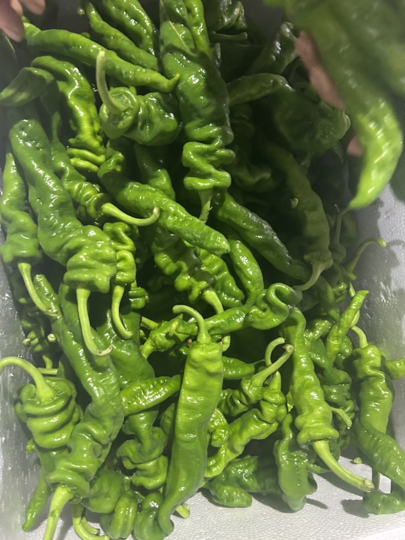 鲜辣椒高山泡椒薄皮椒刚杭椒2307罗线螺丝椒8号线