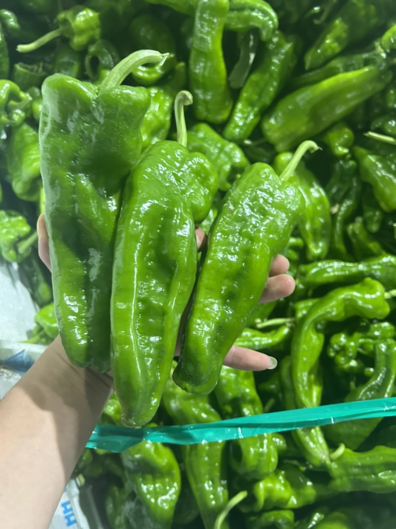 鲜辣椒高山泡椒薄皮椒刚杭椒2307罗线螺丝椒8号线