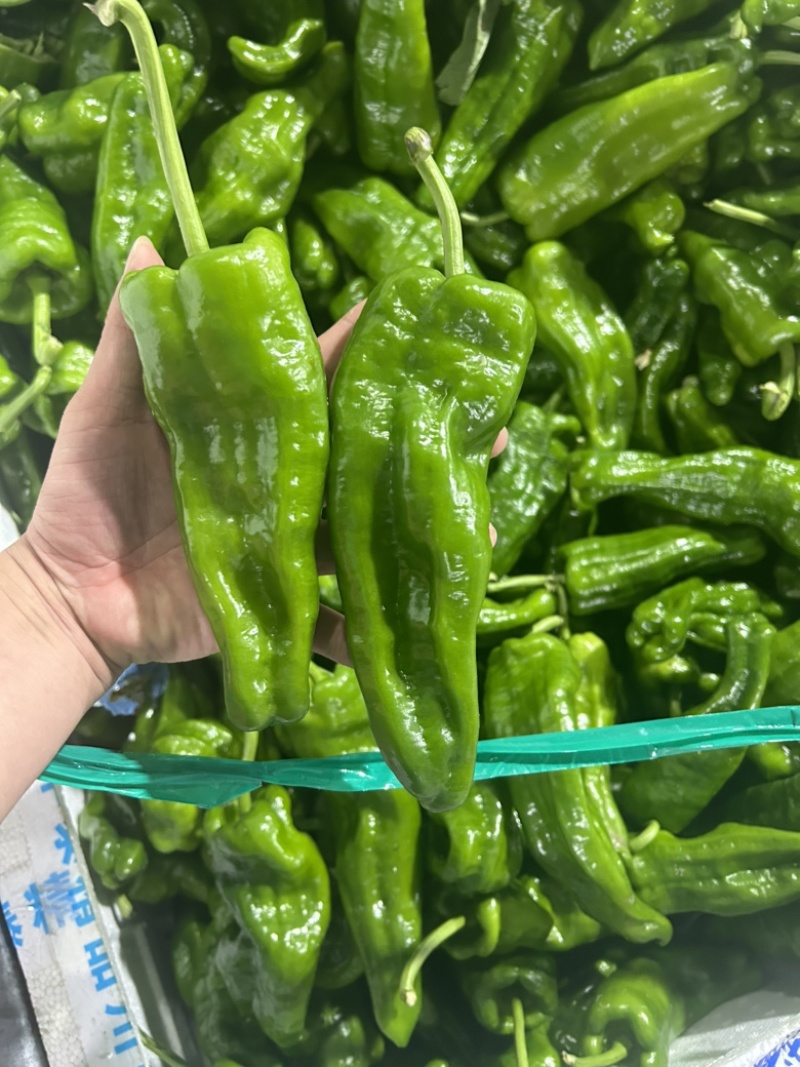鲜辣椒高山泡椒薄皮椒刚杭椒2307罗线螺丝椒8号线